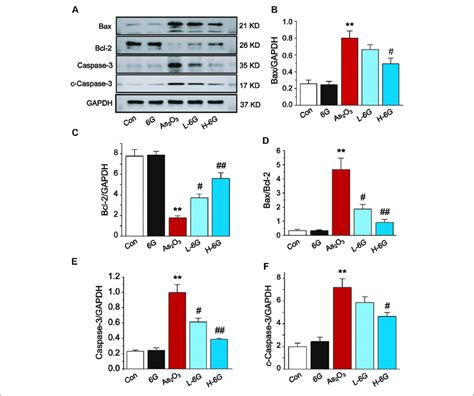 Western Blot Analysis Of Bcl Bax Caspase And Cleaved Caspase