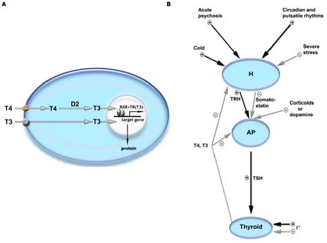 thyroid hormone action   hypothalamic pituitary thyroid axis