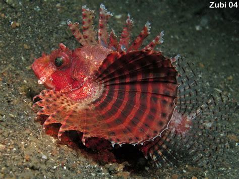 Scorpion Fish Vs Lion Fish