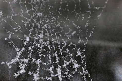 Spiders in Winter: Chilly Creepy Crawlers