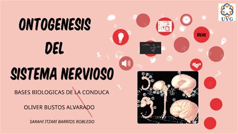 Ontogenesis Del Sistema Nervioso By Migdalia Morales On Prezi