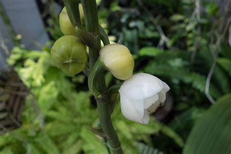 Orchid Gallery-蘭: Peristeria elata ペリステリア・エラータ