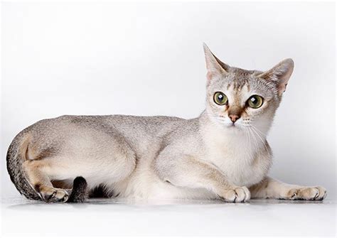 Самые маленькие породы кошек – список, описание, фото - Научно ...