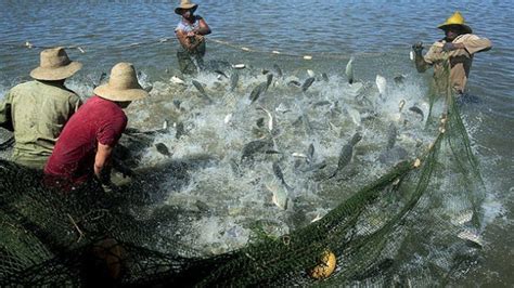 Farming Fish Catching Using By Net Smart Farm Fish Farming Youtube