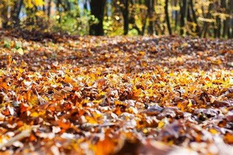 Autumn Orange Leaves In The Tree Park In Fall Day Background Stock