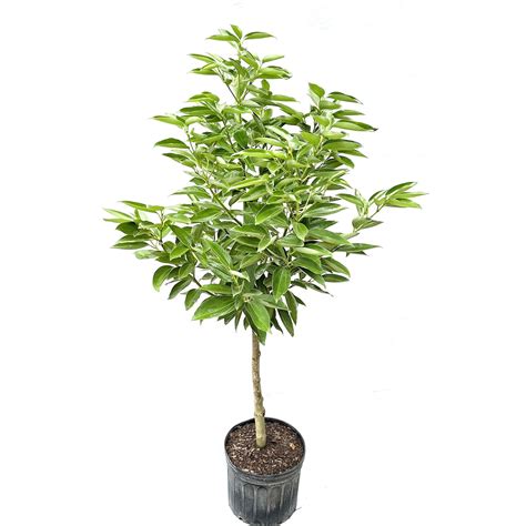 Cinnamomum Verum Cinnamon Tree XL SarahCotta Plants