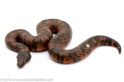 Viper Boa female red | Outback Reptiles