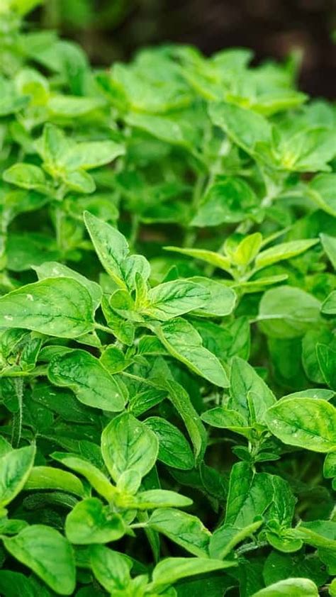 6 Herbs Which Naturally Boost Collagen