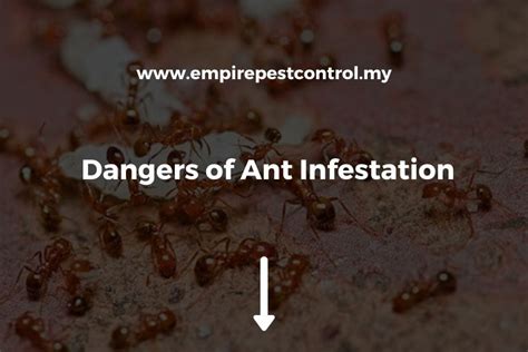 Dangers of Ant Infestation - Complete Guide 2024