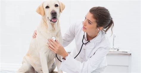 Exame Físico Em Animais Hvs Hospital Veterinário Saúde