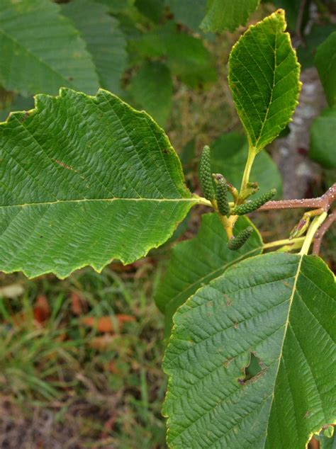 Red Alder Edible Plants Of The Greater Portland Metro Area