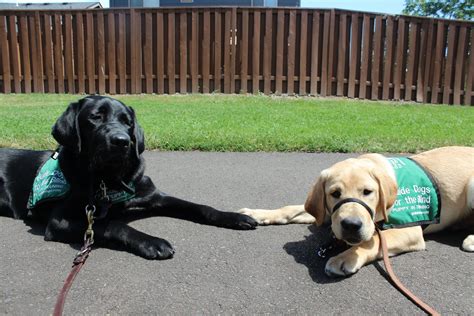 Gabe Gdb Puppy In Training 9 Months Laying Next To Him Is 5 Month