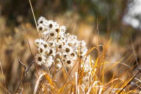 Beautiful Grass Flower On The Field In The Mountain Valley Stock Image