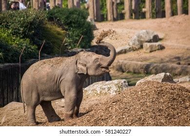 Baby Elephant Playing Stock Photo 581240227 | Shutterstock