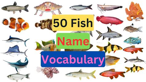 Fish Vocabulary Fishes Name In English With Pictures English