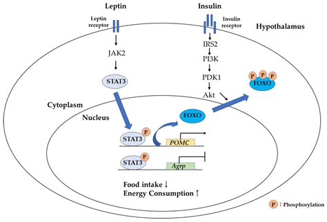 Foxo Signaling Pathway