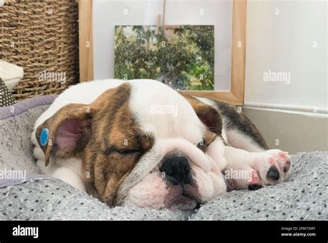 Photo of a ute English bulldog puppy sleeping world sleep day Stock Photo - Alamy