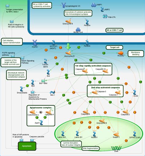 Apoptosis And Survival Granzyme B Signaling Pathway Map Primepcr