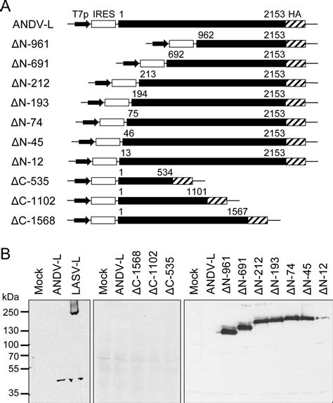 The N Terminus Of Andes Virus L Protein Suppresses Mrna And Protein Expression In Mammalian