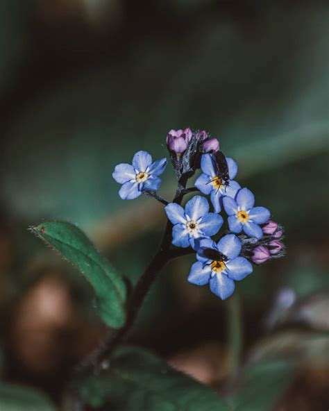 Forget Me Not Flower Spiritual Meaning Best Flower Site