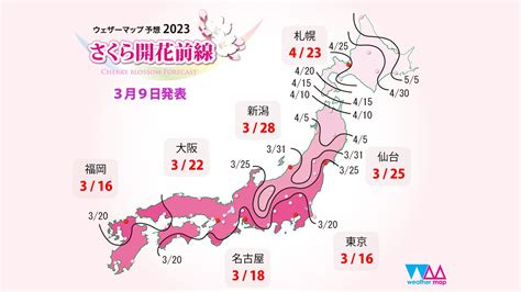 もうすぐお花見の季節 お散歩しながらさくらウォッチを楽しもう｜さんたつ By 散歩の達人