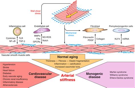 Vascular Smooth Muscle Cells And Arterial Stiffening Relevance In