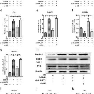 Downregulation Of Malat Suppressed Ogd R Induced Cell Injury And