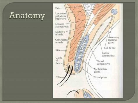 PPT - Ocular emergencies PowerPoint Presentation - ID:1761449