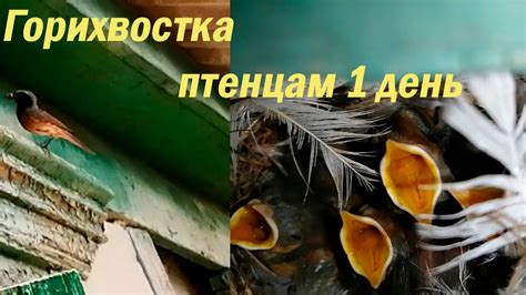 Горихвостка птичка и её гнездо с птенцами - YouTube