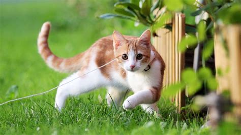 小猫 夏天 绿草地 可爱小黄猫图片壁纸 动物静态壁纸 静态壁纸下载 元气壁纸