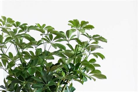 Complete Umbrella Plant Propagation Guide Plant Propagation