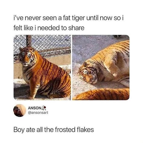 I Ve Never Seen A Fat Tiger Until Now So Felt Like I Neeced To S Are