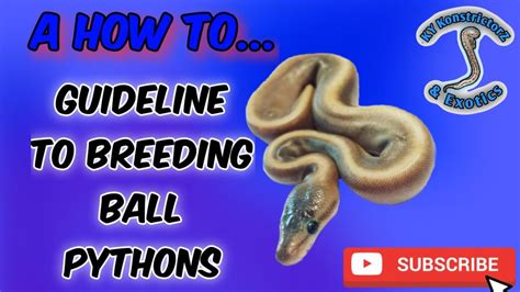 Basic Guide To Breeding Ball Pythons How To Step By Step Youtube