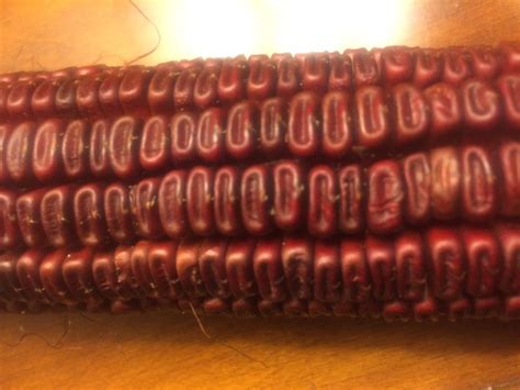 Bloody Butcher Heirloom Corn Seed Ebay