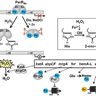 The Thiol Disulfide Switch Model Of E Coli Oxyr And Functions Of The