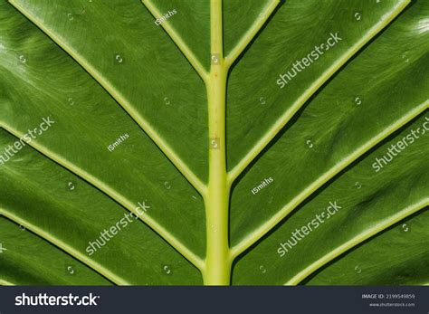 Beautiful Dark Green Leaves Pattern Background Stock Photo 2199549859 ...