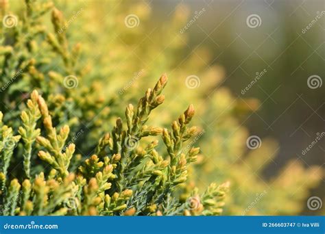 Leyland Cypress Castlewellan Gold Stock Image Image Of Yellow Tree