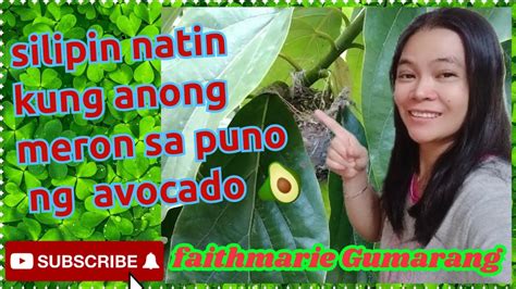 Short Silipin Natin Kung Anong Meron Sa Puno Ng Avocado YouTube