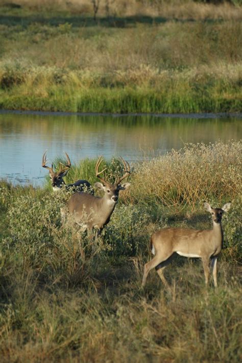 Deer Hunting Terms Explained Mossy Oak Gamekeeper