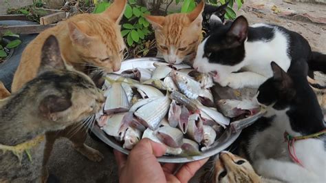 Many Hungry Cats Eating Raw Fish Youtube