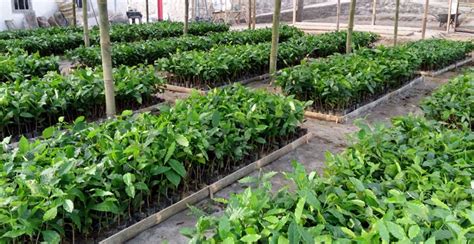 Buletin Pasarmikro Informasi Ter Update Seputar Perdagangan Agri Dan