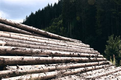 Premium Photo Logs In A Sawmill Yard Stacks Of Woodpile Firewood