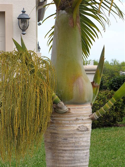 Spindle Palm Tree Hyophorbe Verschaffeltii Urban Tropicals