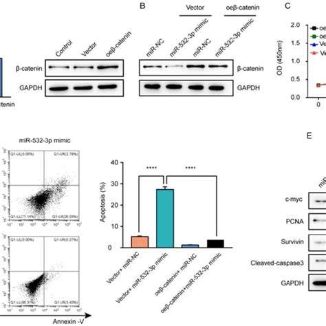 Catenin Overexpression Reversed The Inhibitory Effects Of Mir P