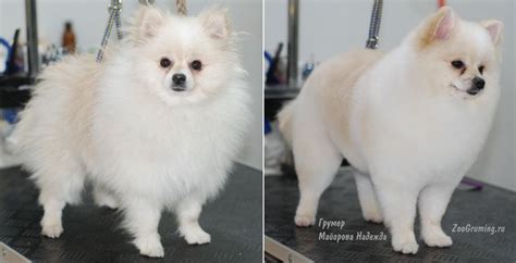 Стрижка померанского шпица до и после. Grooming (grooming) Pomeranian ...