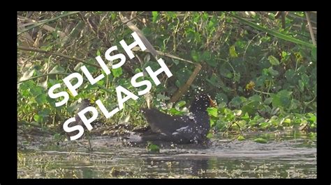 Splish Splash Duck Bathing Youtube