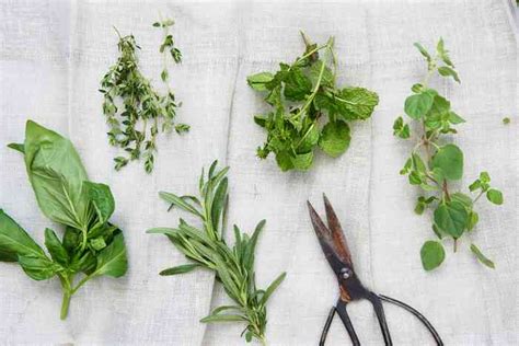 Summer Herbal Stories Tips And Tricks For Gathering Herbs Pretend