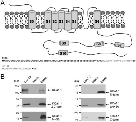 Cav Channels Interact With The N Terminal Transmembrane Region Of