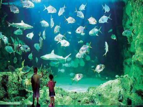 Shanghai Ocean Aquarium | Top Things to do in Shanghai For Kids & Family