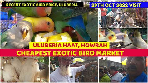 Uluberia Haat Cheapest Bird Market Howrah West Bengal Recent Bird